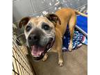 Adopt Dixie a Brown/Chocolate Boxer / Mixed dog in Wadena, MN (39002522)