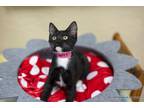 Adopt Barty a Black & White or Tuxedo Domestic Shorthair (short coat) cat in