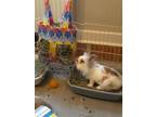 Adopt Nugget a Lionhead / Mixed (long coat) rabbit in Fairfield, PA (38983799)