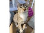 Adopt Mama a Domestic Shorthair / Mixed cat in Lincoln, NE (38949803)