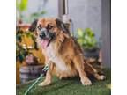 Adopt Alphy a Cocker Spaniel / Black Mouth Cur / Mixed dog in Seattle