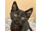 Adopt Toulouse a All Black Domestic Shorthair / Mixed (short coat) cat in Walnut