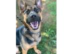 Adopt Viggo a German Shepherd Dog / Mixed dog in Burnsville, NC (39060711)
