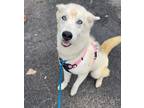 Adopt Jolene a Husky dog in Roanoke, VA (39063427)