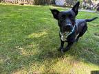Adopt Farley a Black - with White Corgi / Mixed Breed (Small) / Mixed dog in