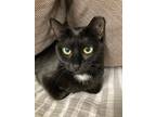 Adopt Ursula - FIV+ a Domestic Shorthair / Mixed cat in Richmond, VA (38914227)