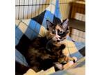 Adopt Anna a Tortoiseshell Domestic Longhair (long coat) cat in Quincy