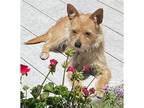 Adopt ANNA MAE in CA a Tan/Yellow/Fawn Cairn Terrier / Mixed dog in Portland