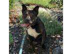 Adopt Grunge a Black Pug / Wirehaired Fox Terrier / Mixed dog in Delaware