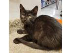 Adopt Bento Box a All Black Domestic Shorthair / Mixed cat in Fort Lauderdale