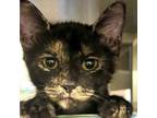 Adopt Dottie a Tortoiseshell Domestic Shorthair / Mixed cat in Denison