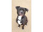 Adopt BENJI a Black - with White Pit Bull Terrier / Boxer / Mixed dog in