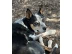 Adopt COWBOY a Gray/Silver/Salt & Pepper - with Black Blue Heeler dog in Federal