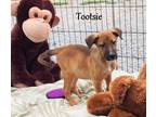 Adopt Tootsie Roll ~ meet me! a Tan/Yellow/Fawn - with Black Beagle / Shepherd