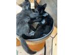 Adopt Rosey a All Black Domestic Shorthair (short coat) cat in Colmar