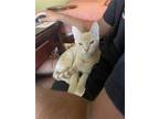Adopt Gouda a Orange or Red Tabby Domestic Shorthair / Mixed (short coat) cat in