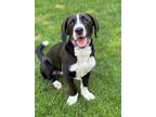 Adopt Theo a Black Basset Hound dog in Berkeley Heights, NJ (38967222)