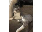 Adopt Allan a Gray or Blue (Mostly) Domestic Shorthair / Mixed (short coat) cat