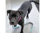 Adopt Lil Bow Wow a Black - with White Pit Bull Terrier / Mixed Breed (Large) /