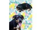 Adopt Seeley meet 9/15 a Tricolor (Tan/Brown & Black & White) Rottweiler / Mixed