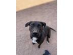 Adopt Shylah a Black - with White American Pit Bull Terrier / Mixed Breed