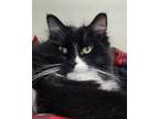 Adopt Mobius a Black & White or Tuxedo Domestic Longhair (long coat) cat in