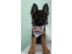 Adopt Sam a Black - with Tan, Yellow or Fawn German Shepherd Dog / Mixed dog in