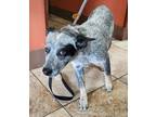 Adopt Midna a Cattle Dog, Mixed Breed