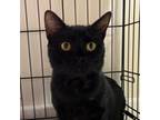 Adopt Bruno a All Black Domestic Shorthair / Mixed cat in Cumming, GA (39075594)