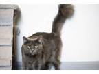 Adopt Lady Gray a Domestic Long Hair