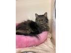 Adopt Chantelle RM a Gray, Blue or Silver Tabby Domestic Longhair / Mixed (long