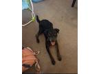 Adopt Onyx a Black - with Tan, Yellow or Fawn Coonhound (Unknown Type) /