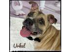 Adopt Urkel a Tan/Yellow/Fawn - with Black Mixed Breed (Large) / Mixed dog in