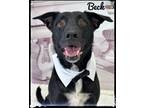 Adopt Beck a Black - with White Mixed Breed (Large) / Mixed dog in Flint