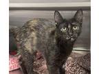Adopt Pandora a Black (Mostly) Domestic Shorthair / Mixed cat in Abbeville