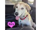 Adopt Rory a White - with Tan, Yellow or Fawn Retriever (Unknown Type) / Husky /