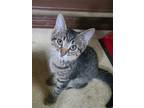 Adopt Sushi a Brown Tabby Domestic Shorthair / Mixed cat in Phillipsburg