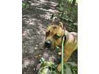 Adopt Big Man a Cane Corso dog in Johnstown, PA (39021054)