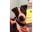 Adopt Patrick Bailey a Black - with White Boston Terrier / Jack Russell Terrier