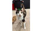 Adopt Cali a White (Mostly) Domestic Shorthair / Mixed (short coat) cat in