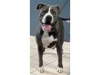 Adopt Remi a American Staffordshire Terrier / Mixed dog in Williamstown
