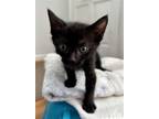 Adopt O'CONNER a Black (Mostly) Domestic Mediumhair / Mixed (medium coat) cat in