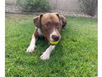 Adopt Willow a Red/Golden/Orange/Chestnut - with White American Staffordshire