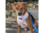 Adopt Meena a Beagle / Mixed dog in Staten Island, NY (39047634)