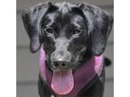 Adopt Gi a Black Labrador Retriever / Hound (Unknown Type) / Mixed dog in Staten