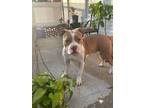 Adopt Tessa a Tan/Yellow/Fawn - with White American Pit Bull Terrier / American