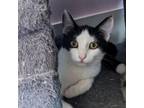 Adopt Gigi a Domestic Short Hair