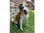 Adopt Whiskey a Tan/Yellow/Fawn - with White Beagle / Mixed dog in Brazoria