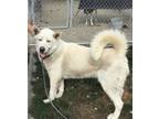 Adopt Alaska - $135 a White Alaskan Malamute / Mixed dog in Emmett