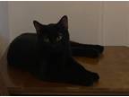 Adopt Niles a All Black Domestic Shorthair / Mixed (short coat) cat in Gilbert